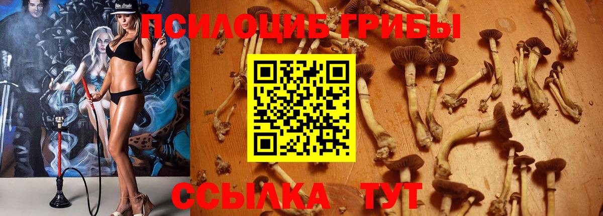 Кинель  Галлюциногенные грибы Psilocybe  Вход с VPN 